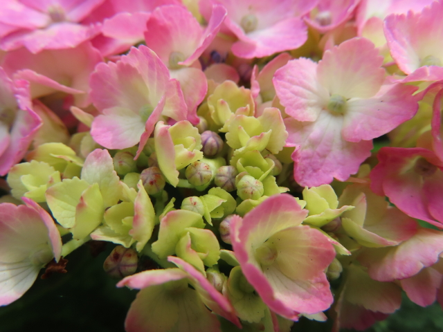 アジサイの花の色の不思議 土の 酸性 アルカリ性 で変わる ふくふくろう 植物観察