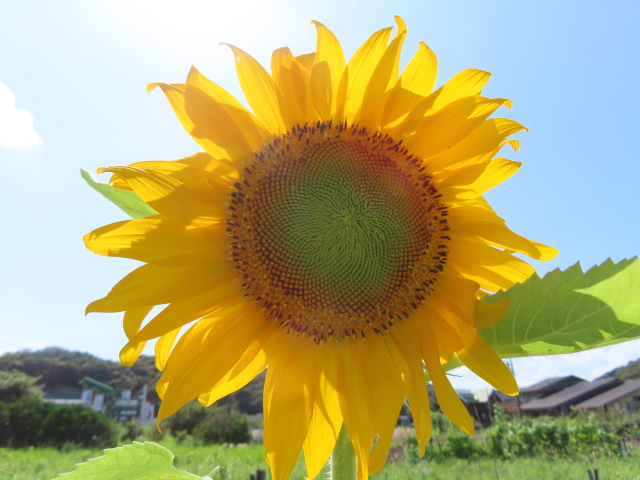 ヒマワリの花は太陽に向かって咲く説 はウソ 実は葉とつぼみが動く ふくふくろう 植物観察