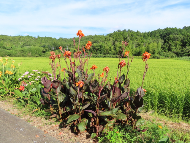 歩いて観察した生きた植物図鑑 カンナの魅力を 写真 動画 満載でお届け ふくふくろう 植物観察