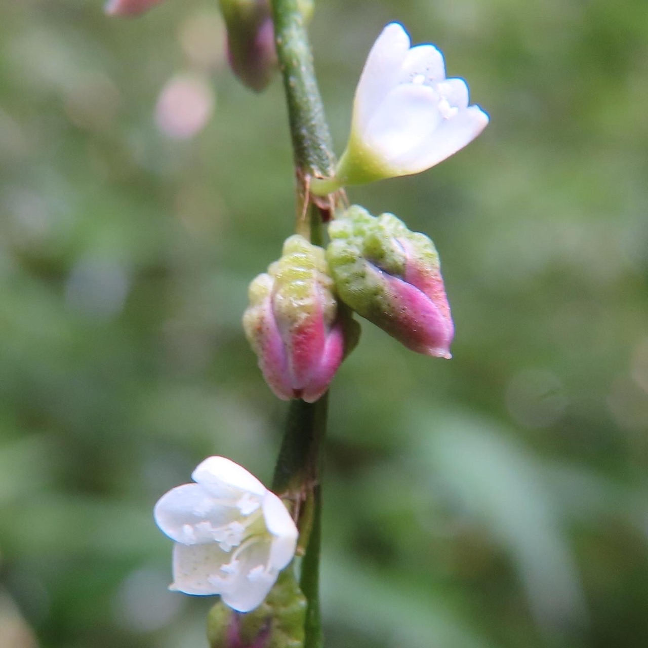 ヤナギタデ 歩いて観察した生きた植物図鑑 植物の魅力を 写真 動画 満載でお届け ふくふくろう 植物観察
