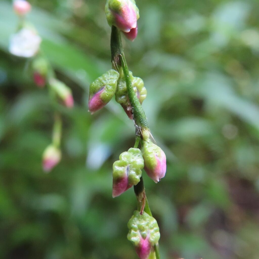 ヤナギタデ 歩いて観察した生きた植物図鑑 植物の魅力を 写真 動画 満載でお届け ふくふくろう 植物観察