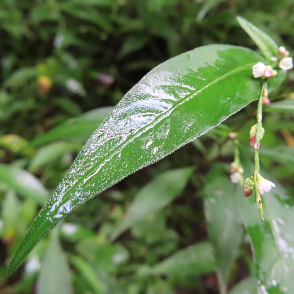 ヤナギタデ 歩いて観察した生きた植物図鑑 植物の魅力を 写真 動画 満載でお届け ふくふくろう 植物観察