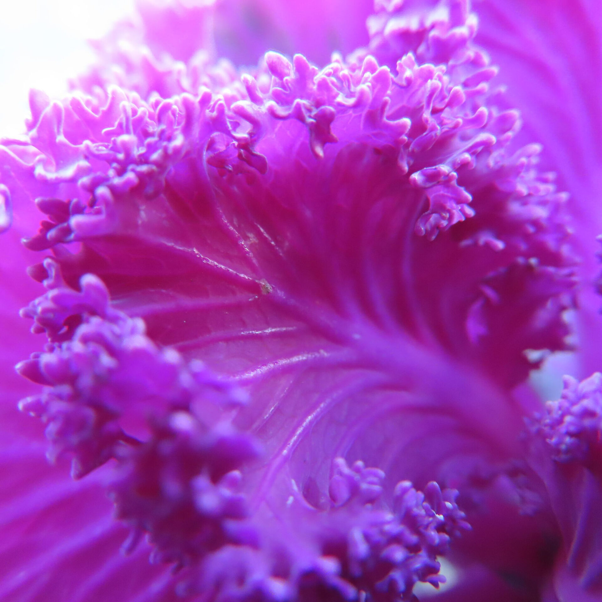 ハボタンが紫色の花を咲かせています