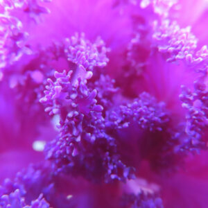 紫色のハボタンの中心部をマクロ撮影した写真。細かく縮れたフリル状の葉が密集し、柔らかな光に包まれた葉牡丹のクローズアップ