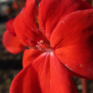 ゼラニウムの花を撮影した無料写真素材