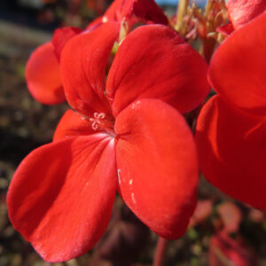 ゼラニウムの花を撮影した無料写真素材