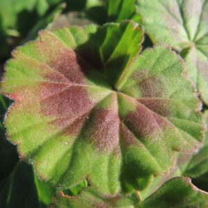 ゼラニウムの花を撮影した無料写真素材