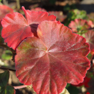 ゼラニウムの花を撮影した無料写真素材