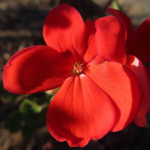 ゼラニウムの花を撮影した無料写真素材