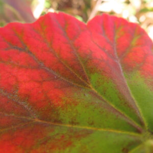 ゼラニウムの花を撮影した無料写真素材