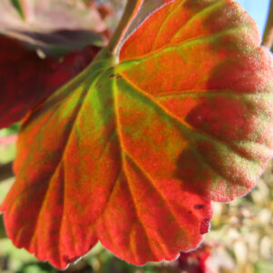 ゼラニウムの花を撮影した無料写真素材