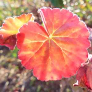 ゼラニウムの花を撮影した無料写真素材