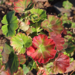 ゼラニウムの花を撮影した無料写真素材