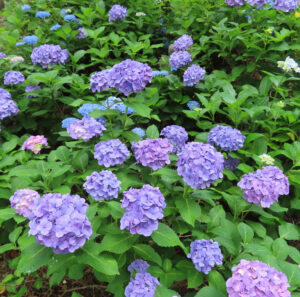 見渡す限り紫色のアジサイが咲き誇る初夏の群生風景