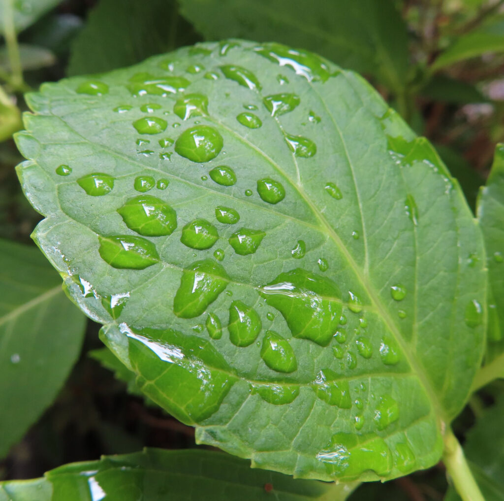 雨の雫がのっているアジサイの葉