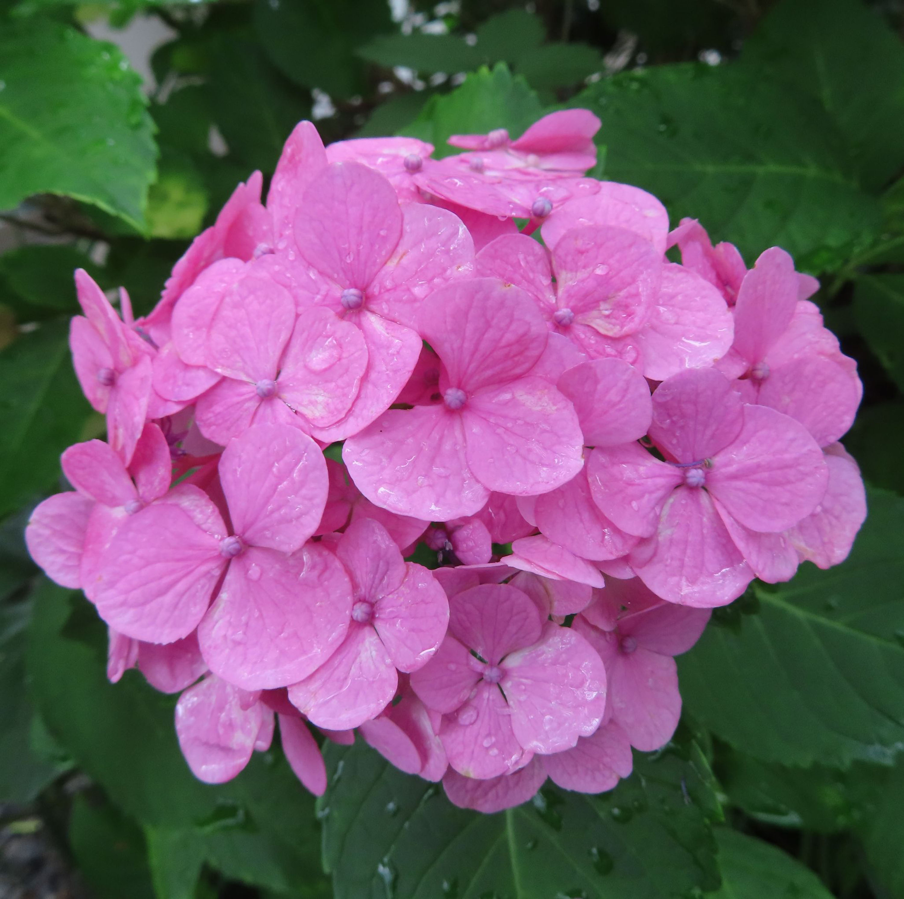 雨に濡れた鮮やかなピンク色のアジサイの花房