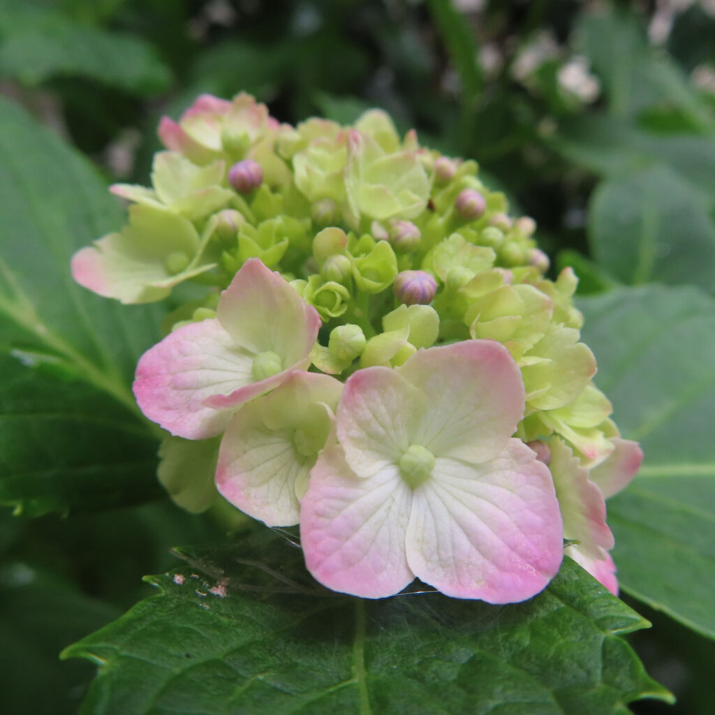 ピンク色のアジサイの開花の始まり