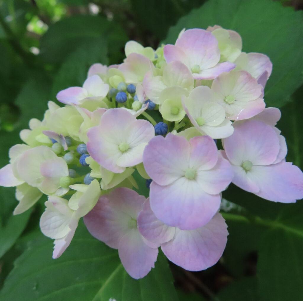 紫色のアジサイの開花の始まり