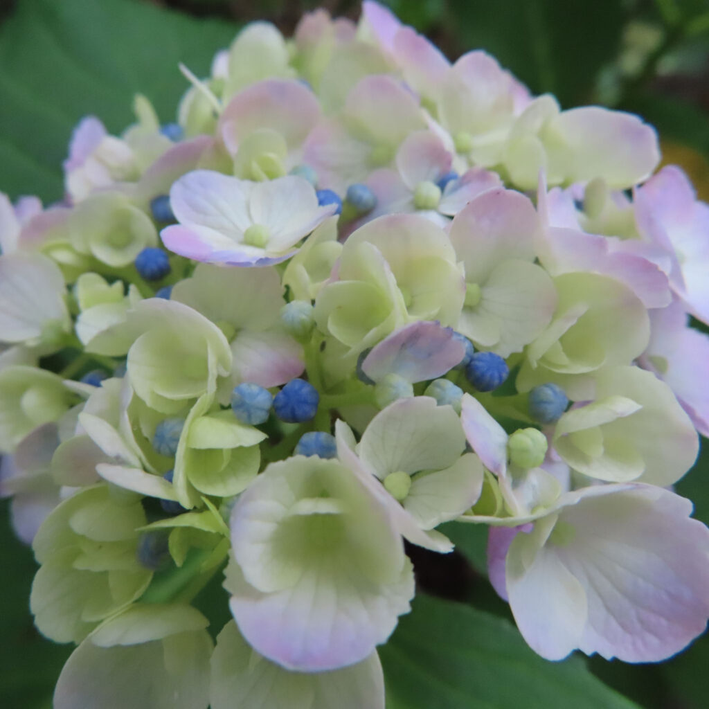 紫色のアジサイの開花の始まり