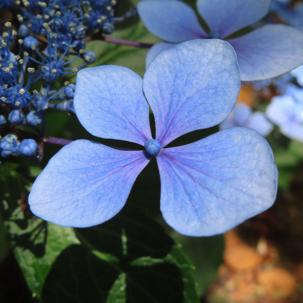 青いアジサイの1つの花