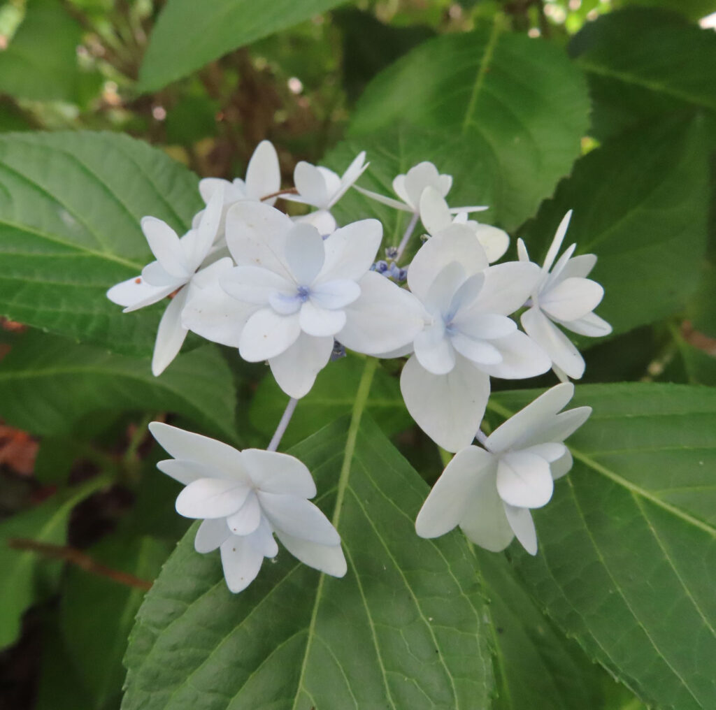 白いアジサイの花と葉