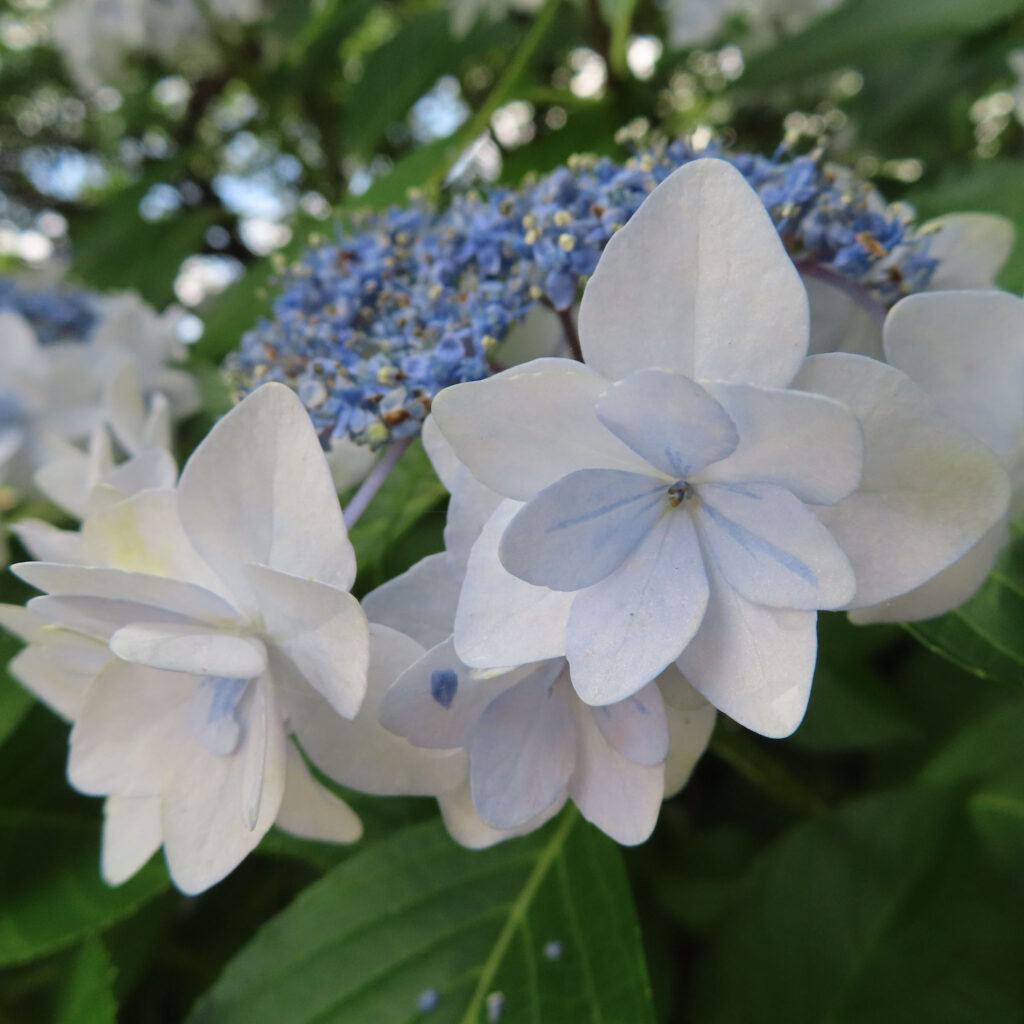 満開の白いアジサイの花にクローズアップ