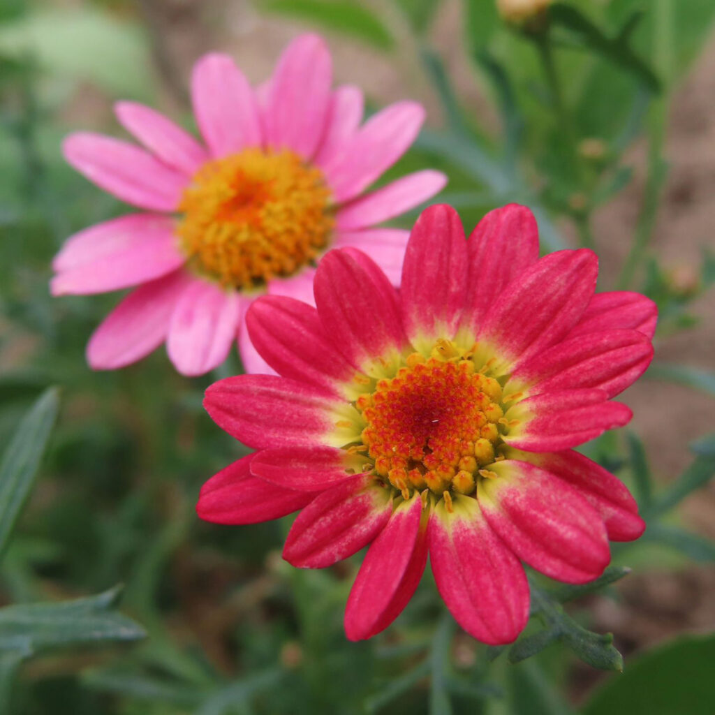 マーガレットがピンク色の花を咲かせています