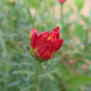 マーガレットの真珠の花を撮影した花写真