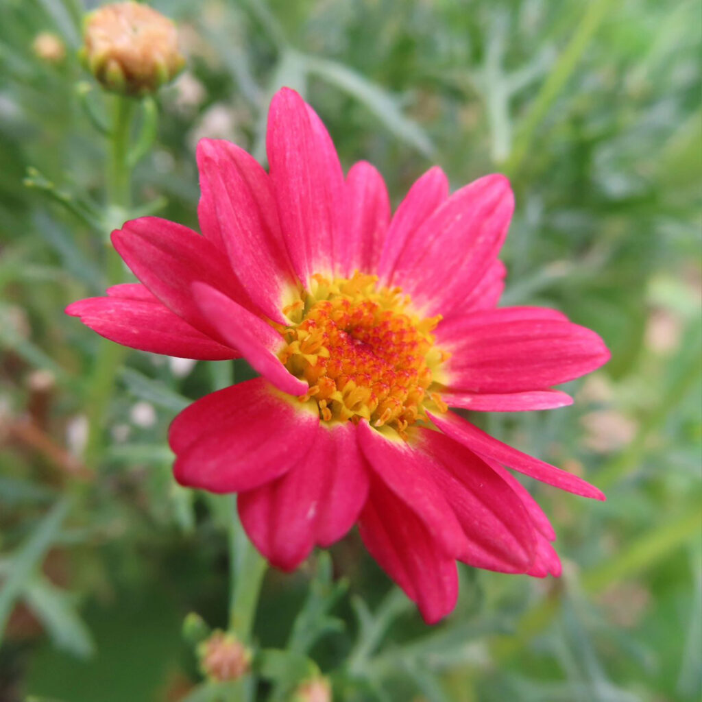 マーガレットがピンク色の花を咲かせています