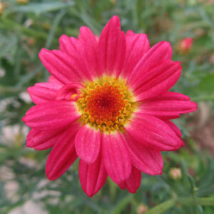 マーガレットの真珠の花を撮影した花写真