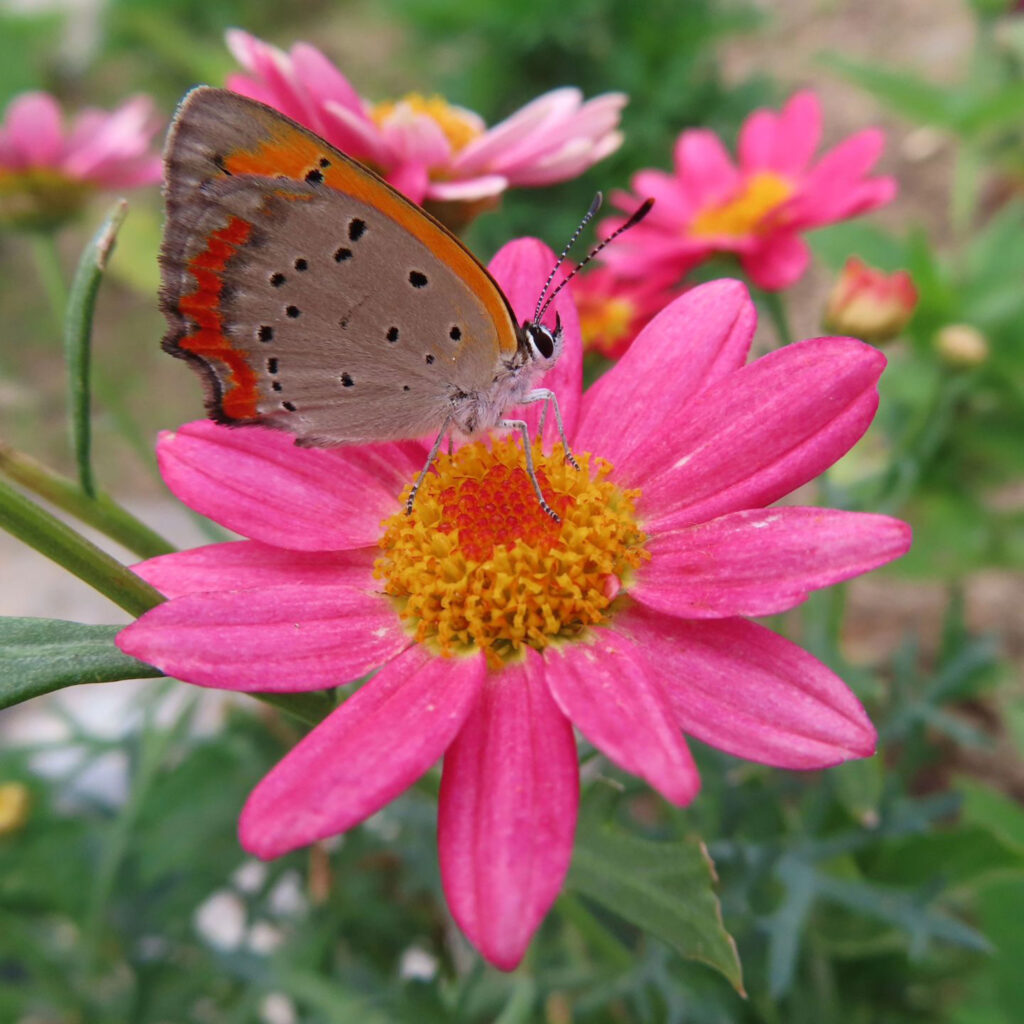 ピンク色のマーガレットの花の上に蝶がとまっています