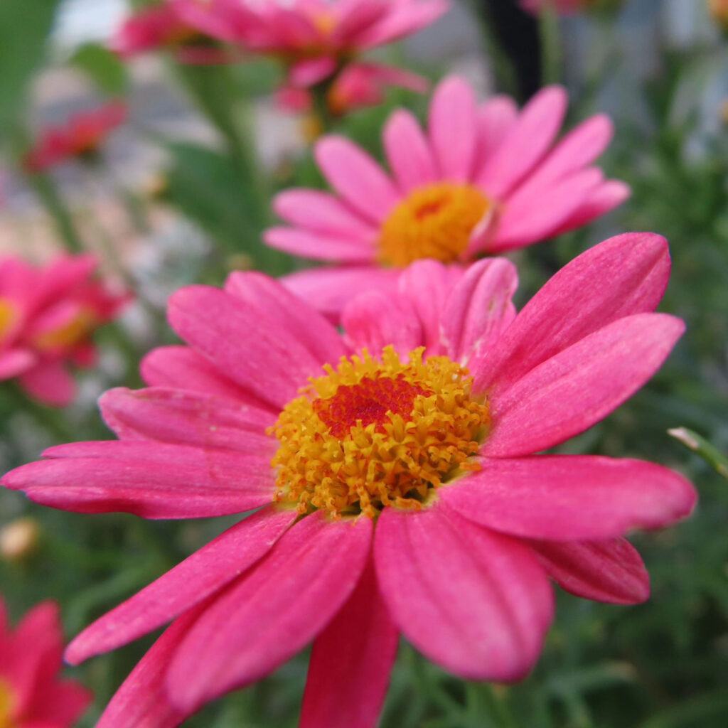 マーガレットがピンク色の花を咲かせています