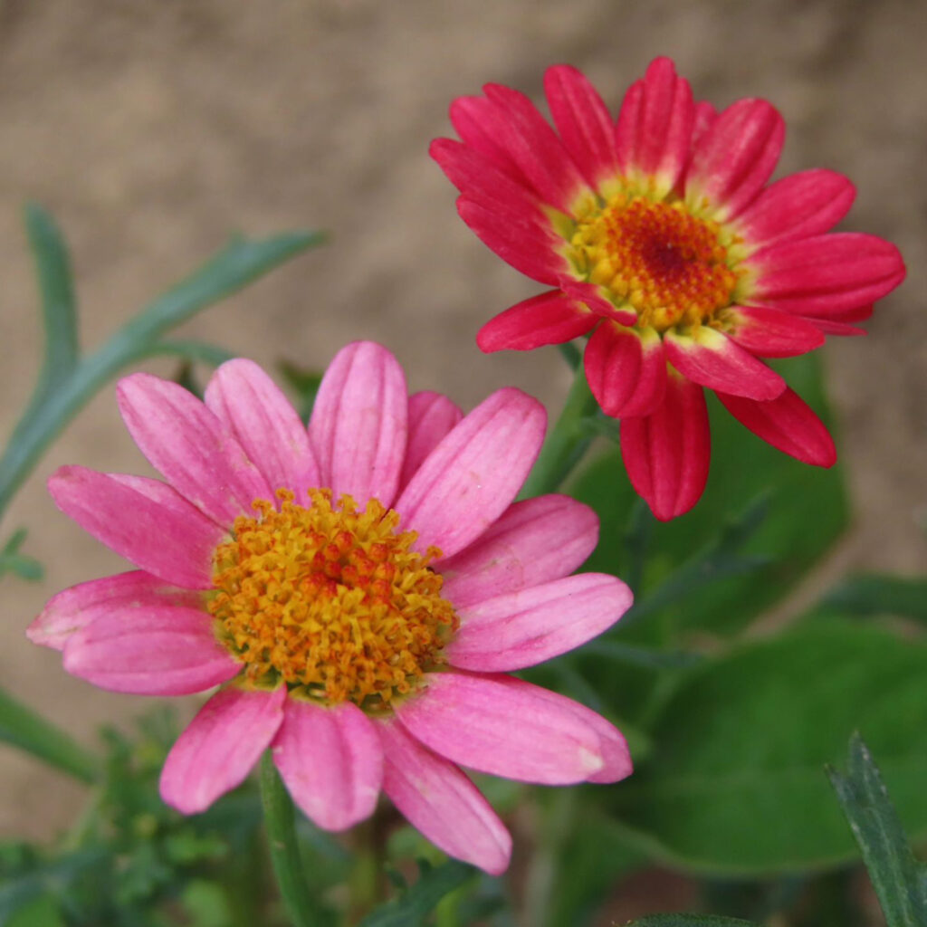 マーガレットがピンク色の花を咲かせています