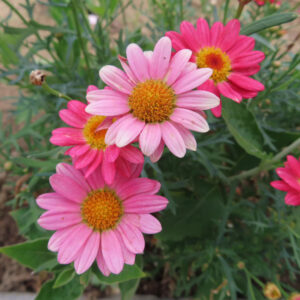 マーガレットの真珠の花を撮影した花写真