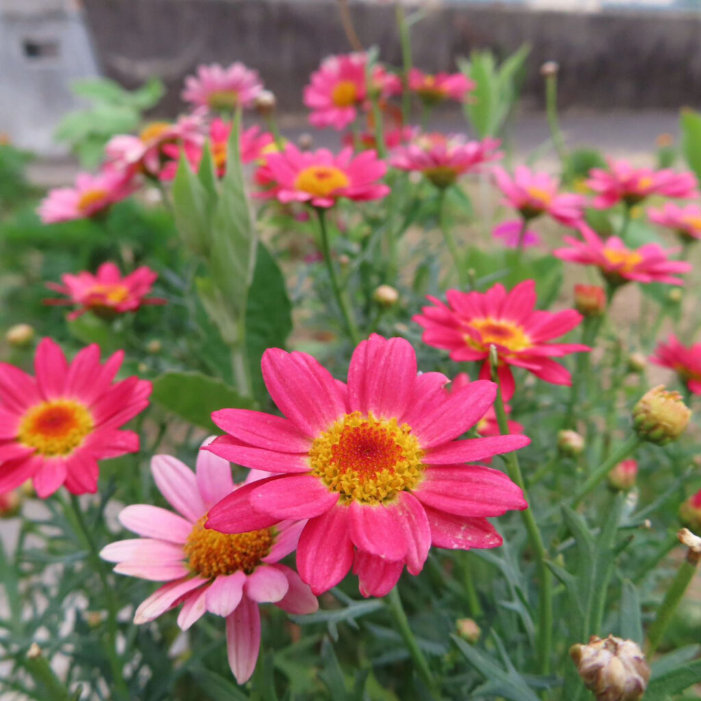 マーガレットがピンク色の花を咲かせています