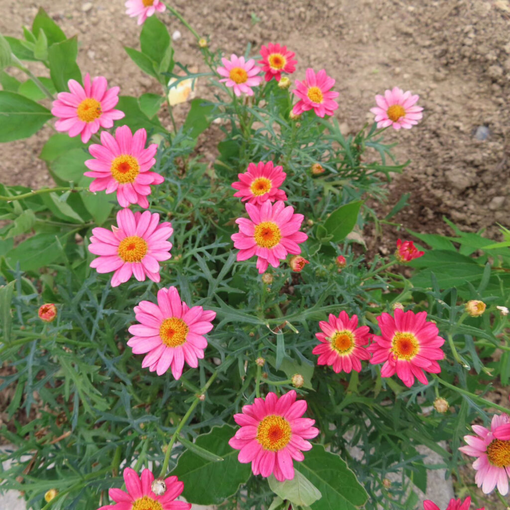 マーガレットがピンク色の花を咲かせています