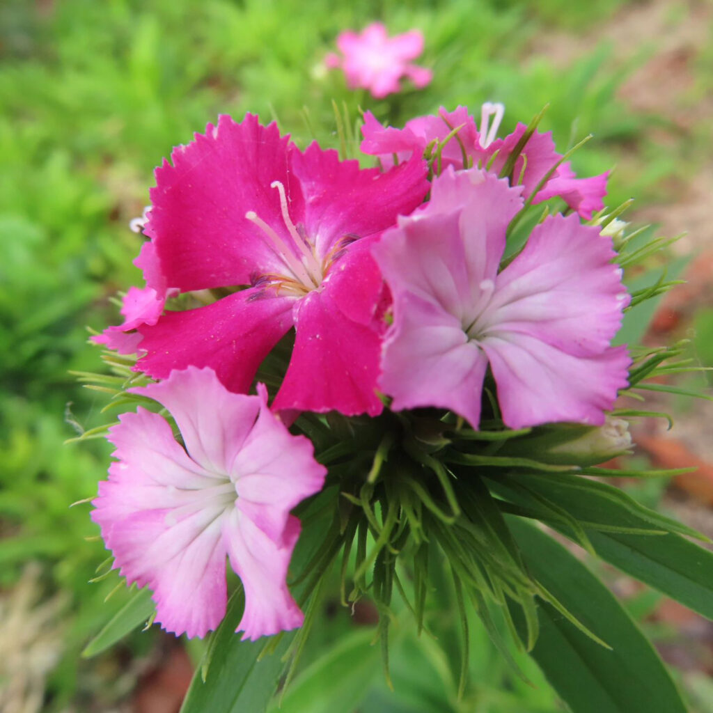 ナデシコがピンク色の花を咲かせています