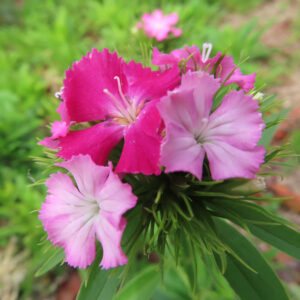 ナデシコの秋の七草を撮影した花写真