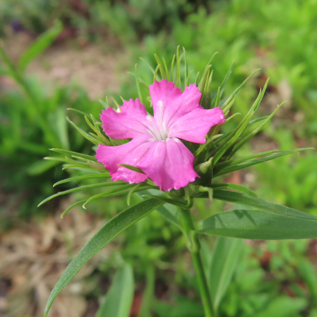 ナデシコがピンク色の花を咲かせています