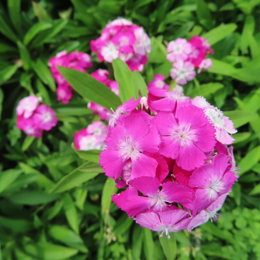 複数のナデシコがピンク色の花を咲かせています