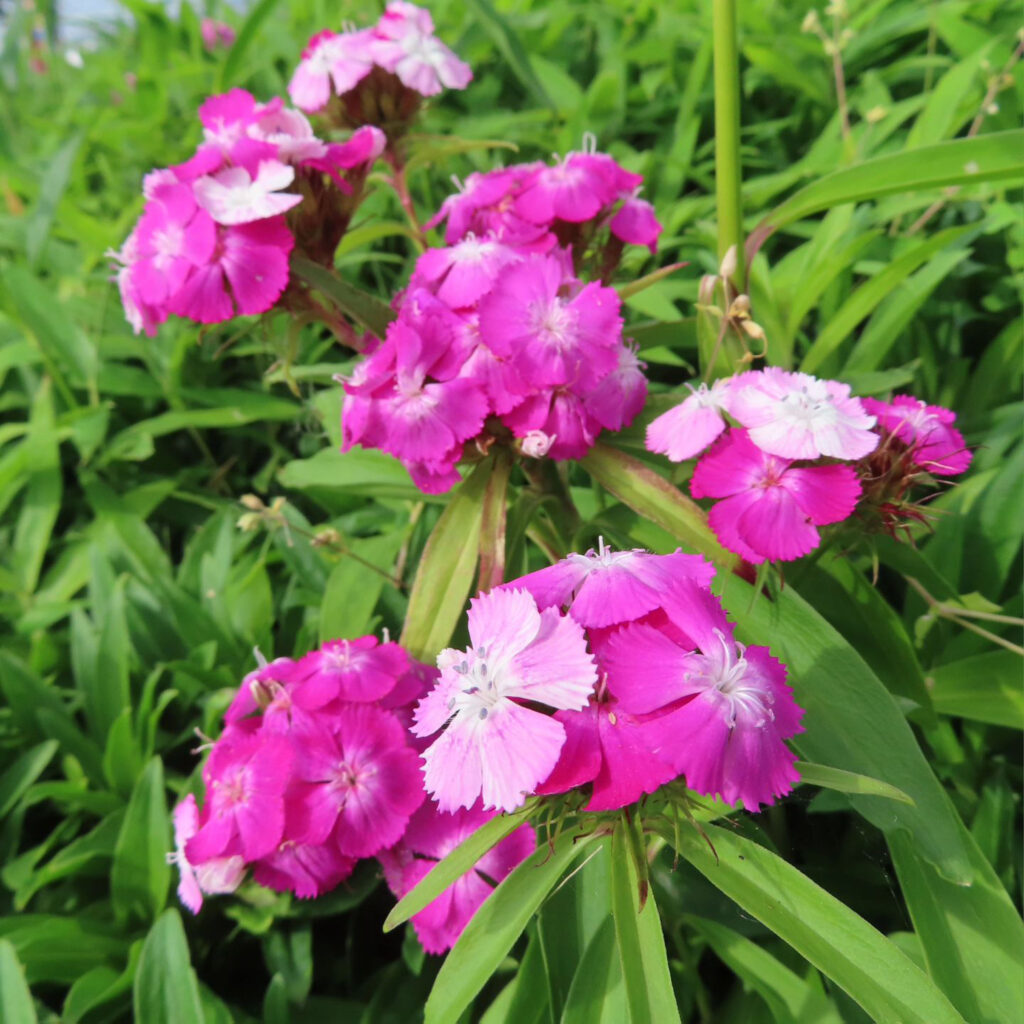 複数のナデシコがピンク色の花を咲かせています