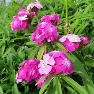 ナデシコの秋の七草を撮影した花写真