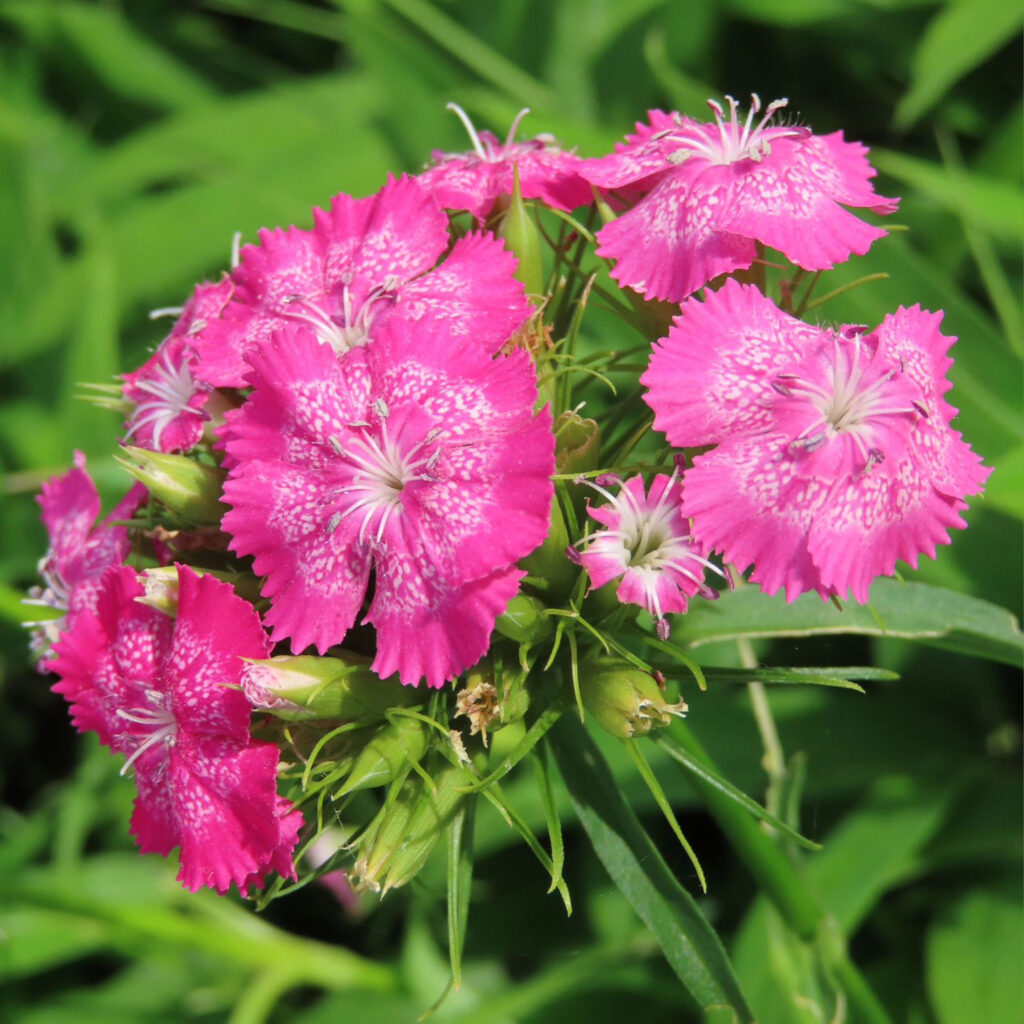 ナデシコがピンク色の花を咲かせています