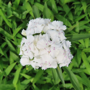 ナデシコの秋の七草を撮影した花写真