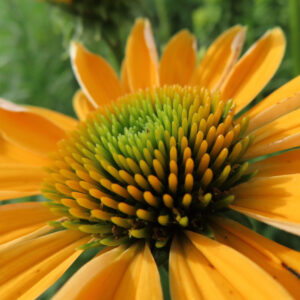 黄色いエキナセアの花を接写した高画質無料写真。緑から黄色に移ろう花心の小花と鮮やかな黄金色の花弁が映える