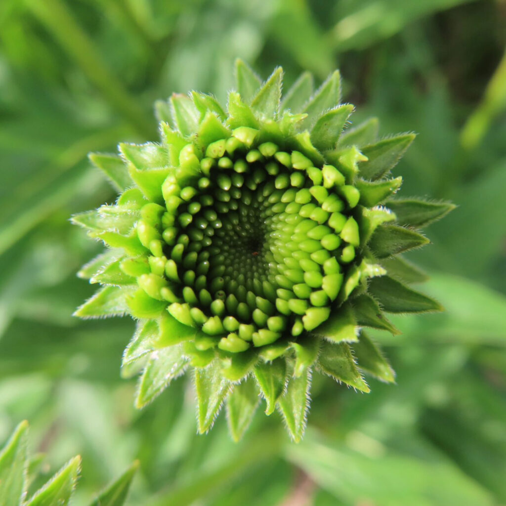 エキナセアの緑色の蕾