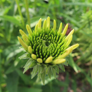 開花直前のエキナセアの蕾を接写した高画質無料写真。緑の小花が螺旋状に並び、外側の黄緑色の花弁が伸び始める姿