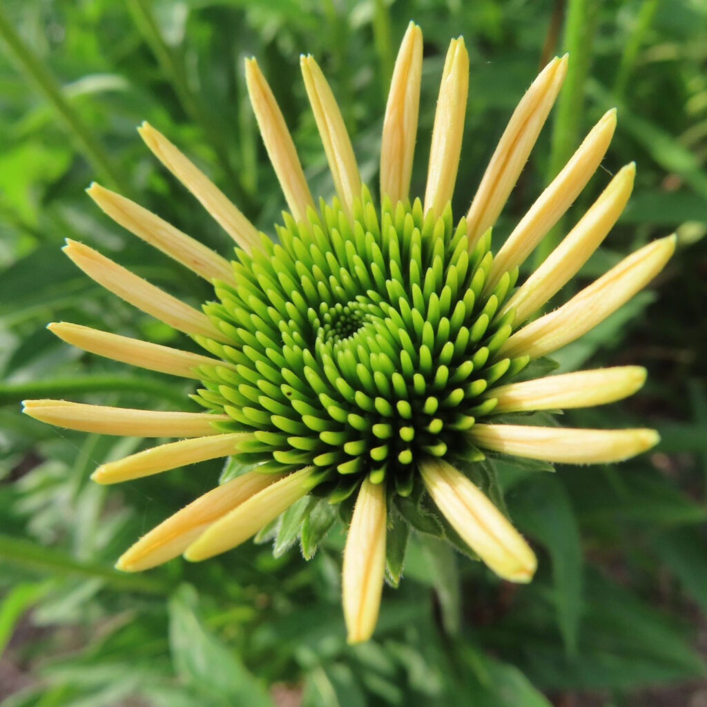 黄色いエキナセアの開花の始まり