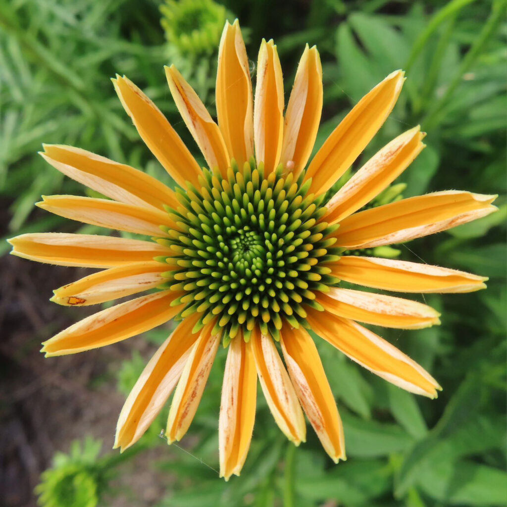 黄色いエキナセアの開花の途中