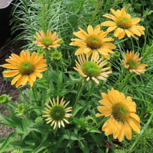 群生するオレンジ色のエキナセアを撮影した高画質無料写真。中央の緑の花心と放射状に広がる花弁が鮮やかに映り、蕾から開花までの段階も見える